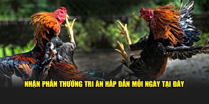 Nhận phần thưởng tri ân hấp dẫn mỗi ngày tại đây