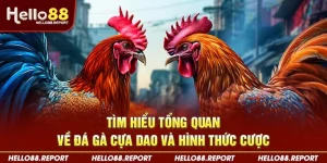 đá gà cựa dao