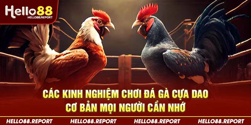 Các kinh nghiệm chơi đá gà cựa dao cơ bản mọi người cần nhớ