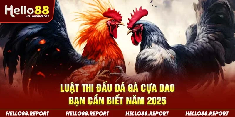 Luật thi đấu đá gà cựa dao bạn cần biết năm 2025